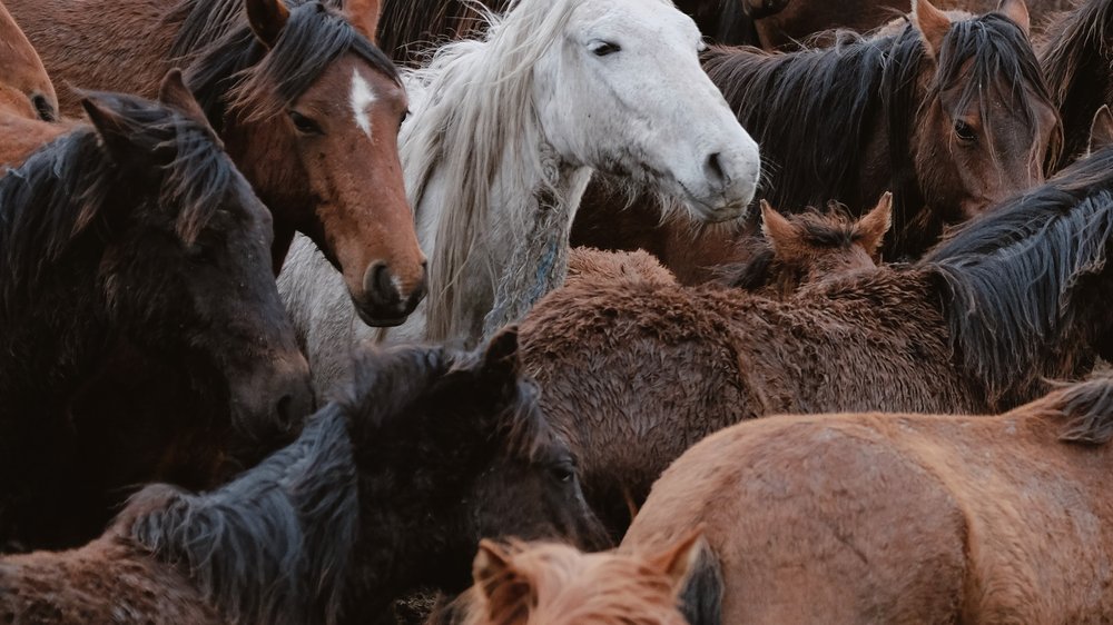 keltisches sternzeichen tiere