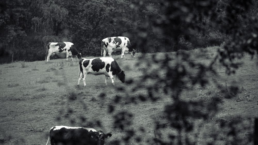 keltisches sternzeichen tiere