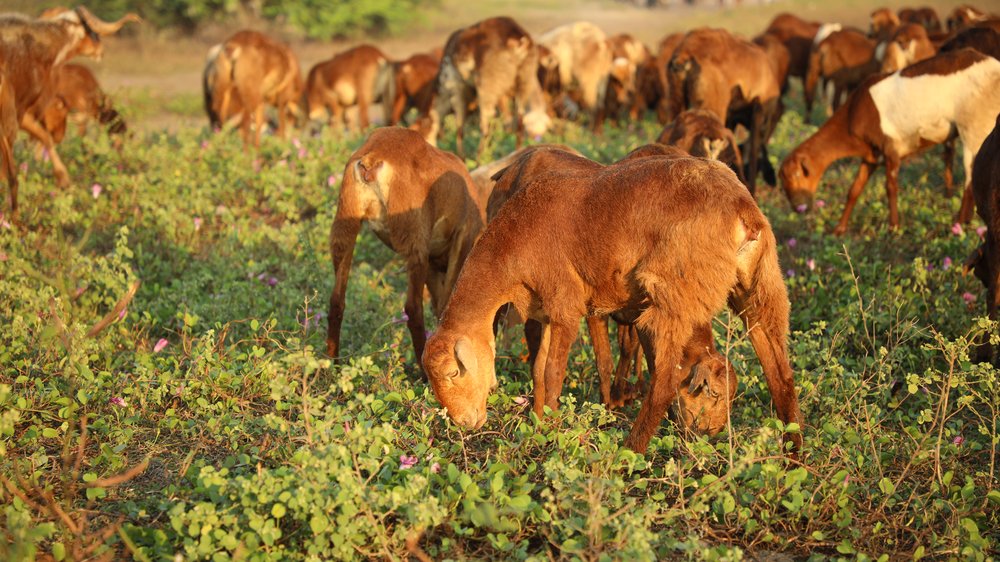 keltisches sternzeichen tiere