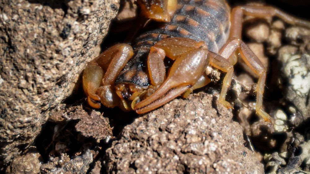 sternzeichen waage und skorpion